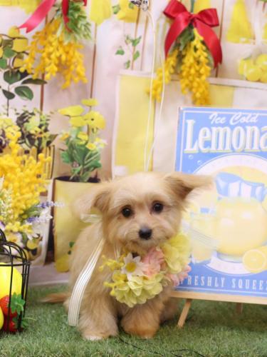 20240428チプレちゃん